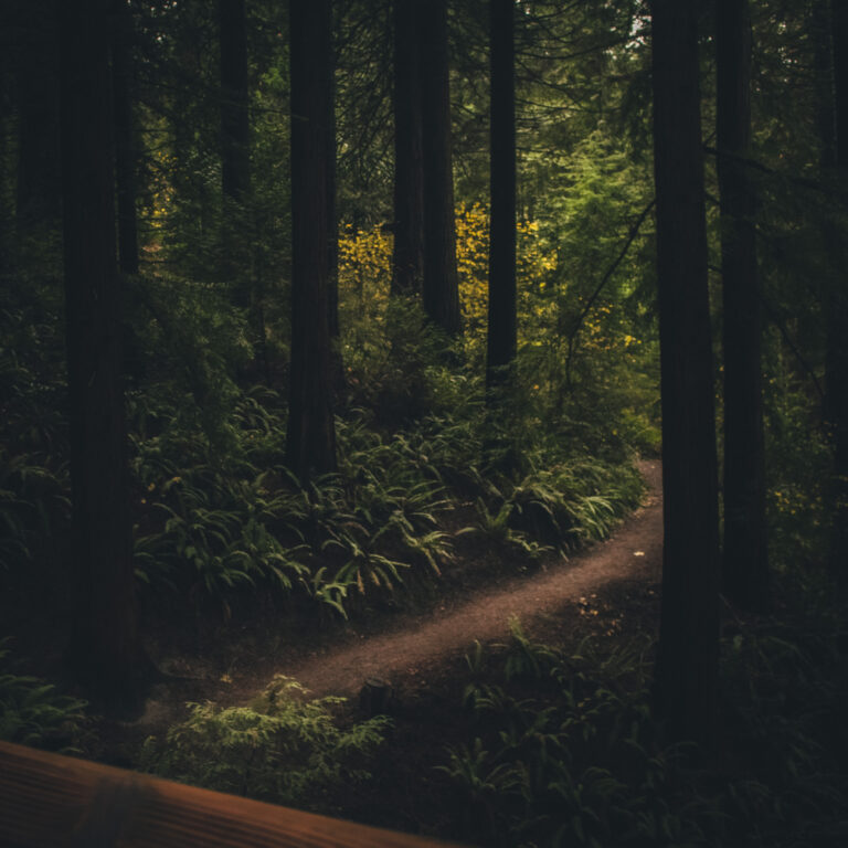 Redwood Forest